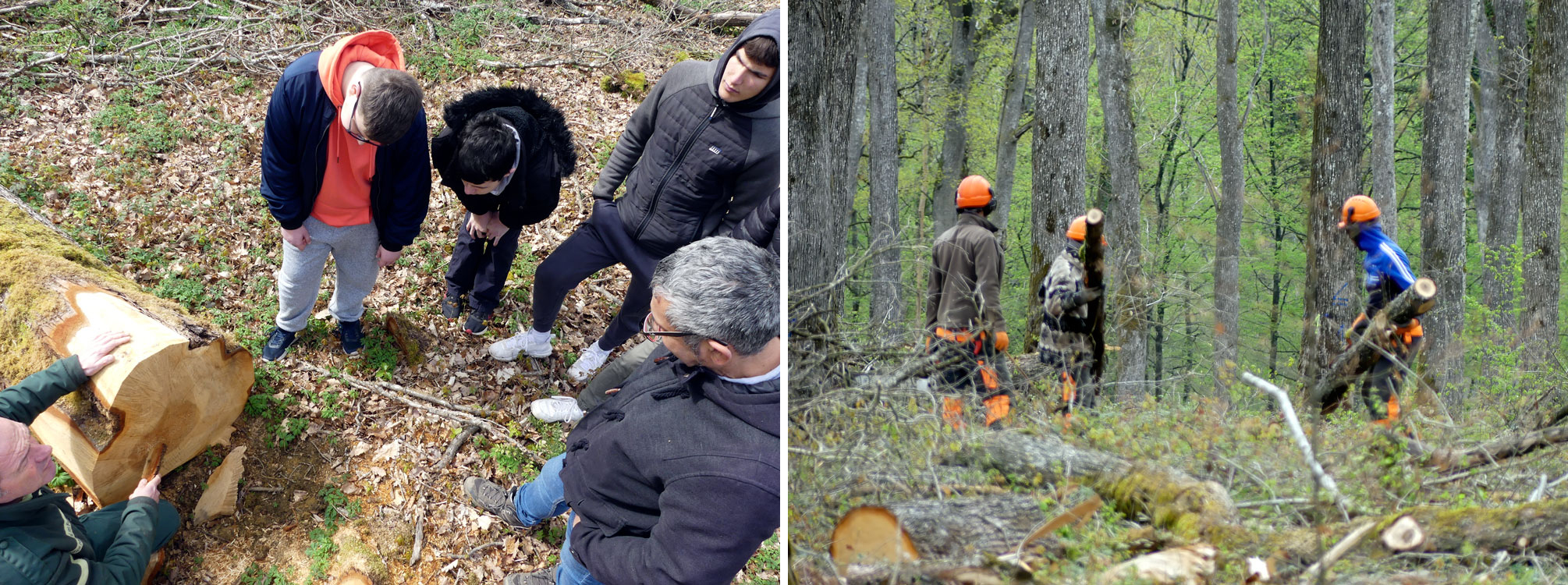 élèves en forêt