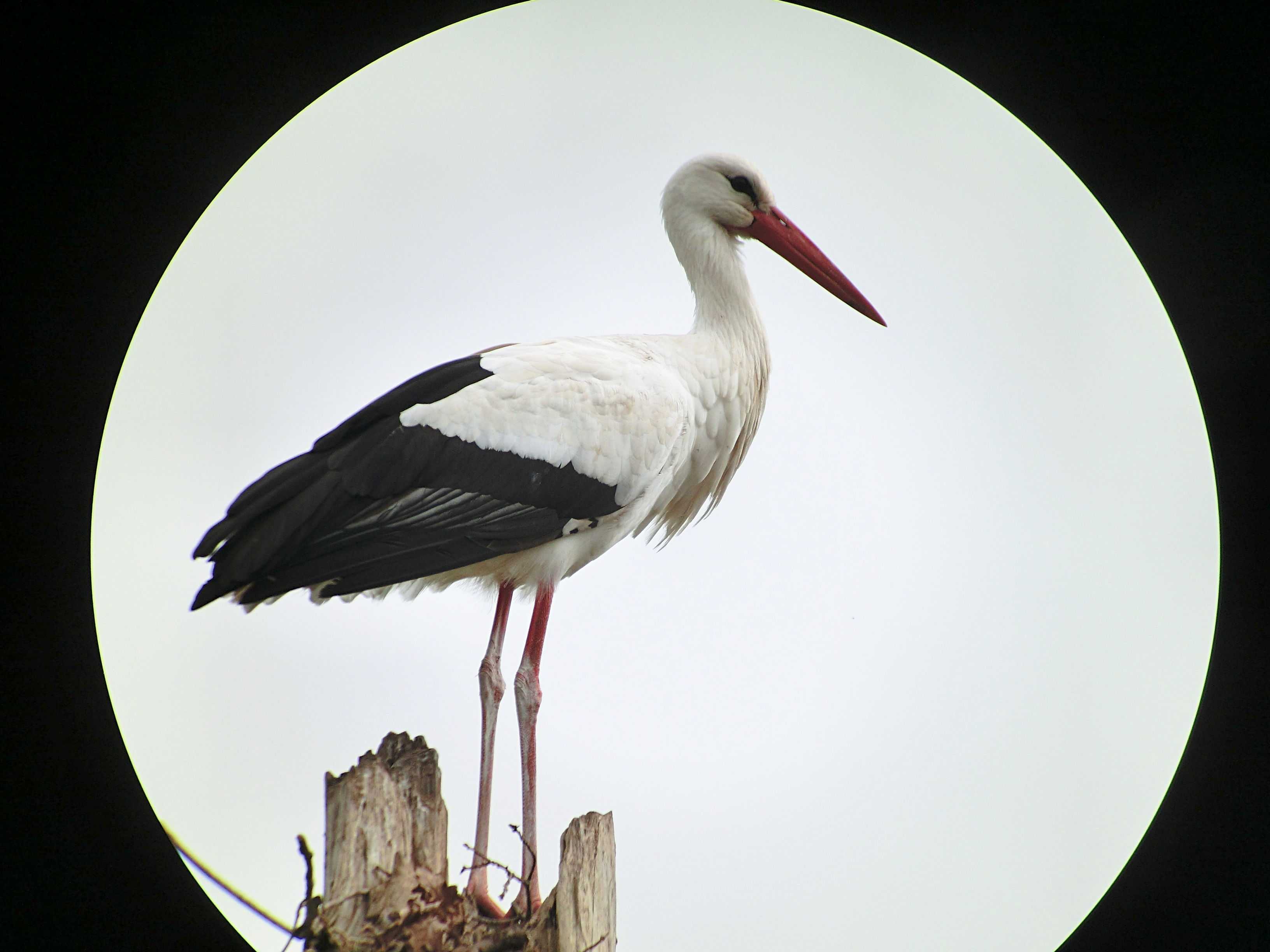 cigogne