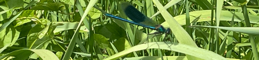 insecte