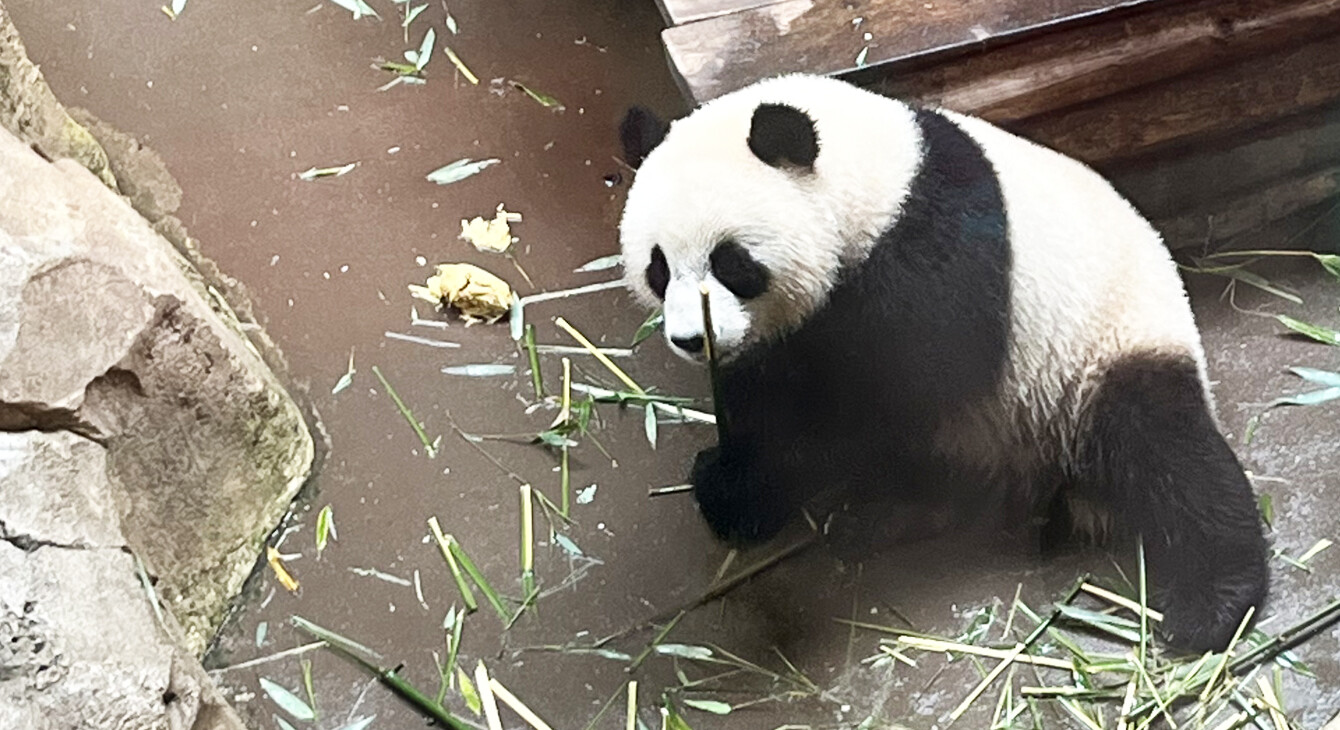 panda