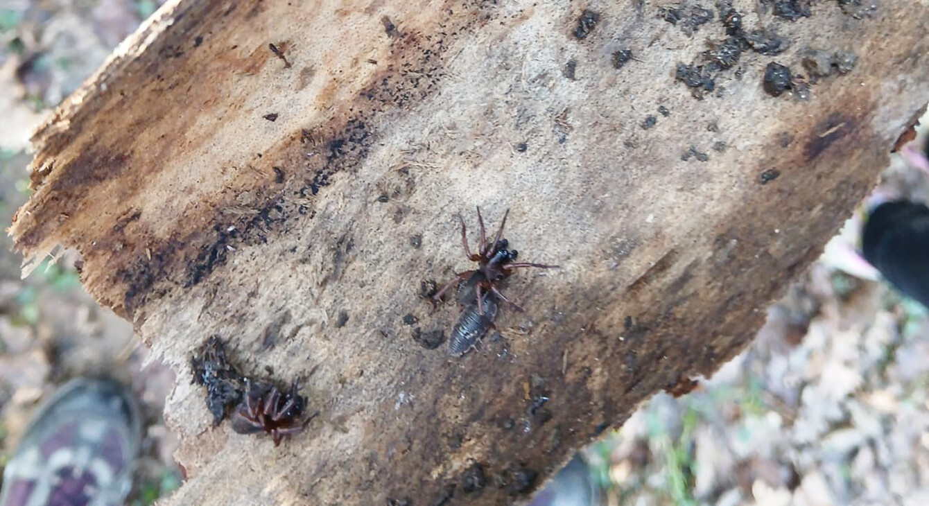 araignées