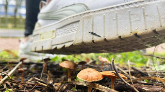 champignon